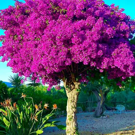 Séjour à la ferme Quinta Almargem Lusitano - *