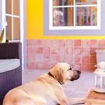Quinta Almargem Lusitano - 팜스테이